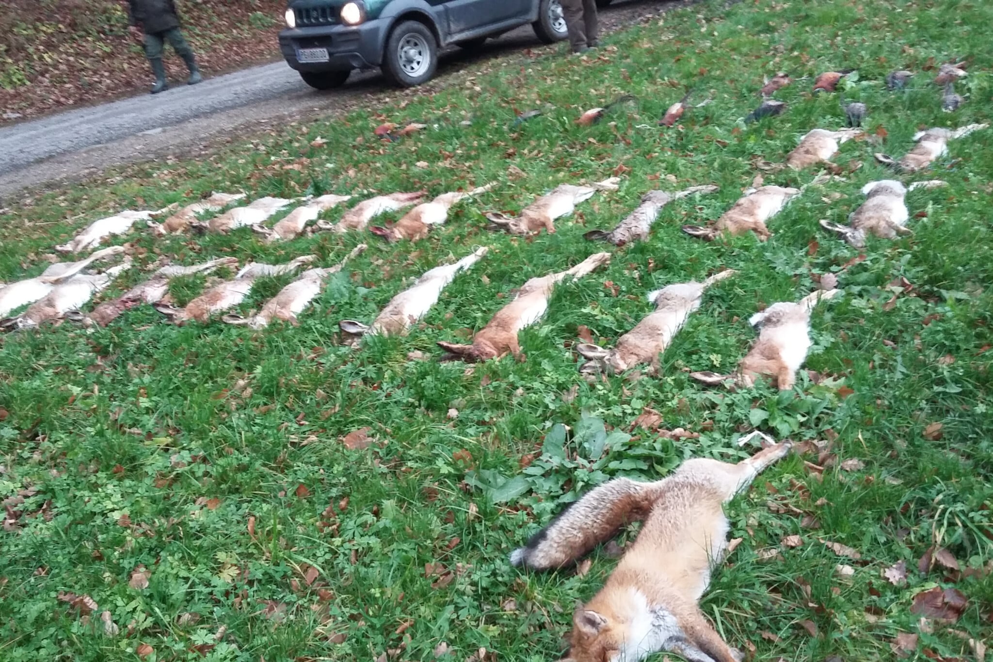 Small Game Hunting Driven Hunt For Pheasant And Hare