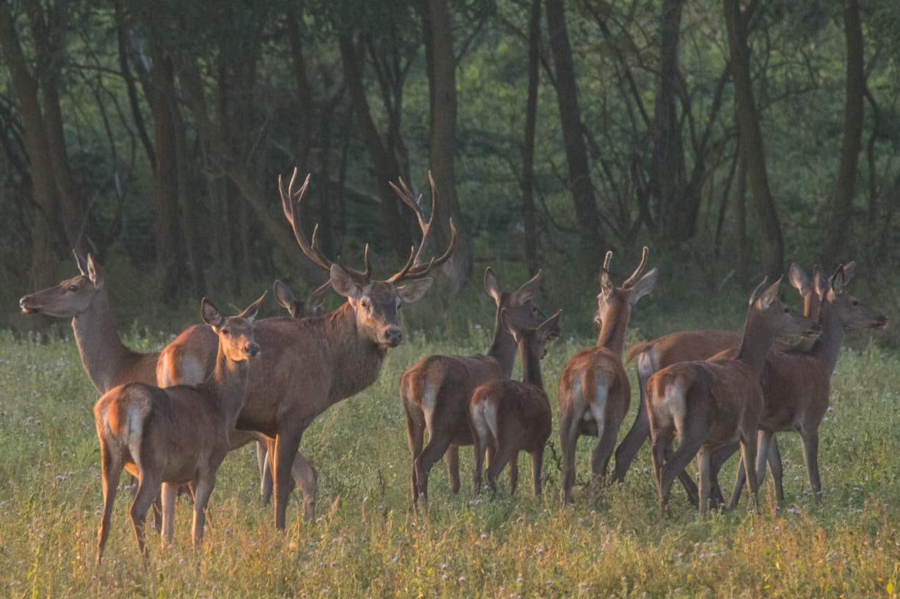 Red Stag Hunting in Western Hungary